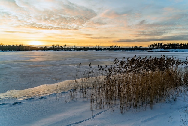 Paysage d'hiver au bord d'un lac gelé avec des roseaux.