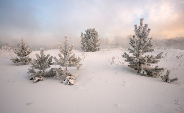 Paysage d'hiver au lever du soleil, épicéa recouvert de givre