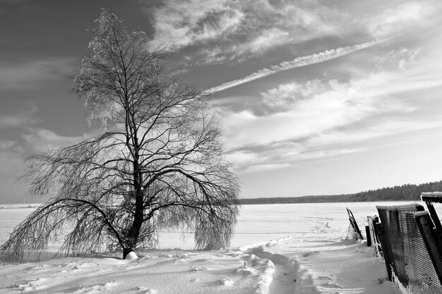 Paysage d'hiver avec beau ciel