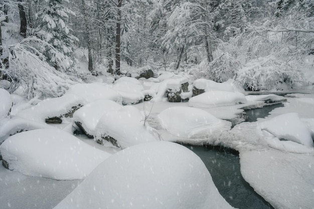 Paysage d'hiver de beauté avec des arbres équitables et une rivière sous la neige