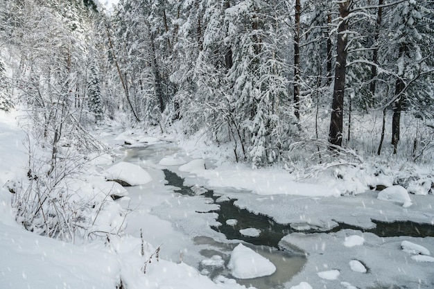 Paysage d'hiver de beauté avec des arbres justes et une rivière sous la neige