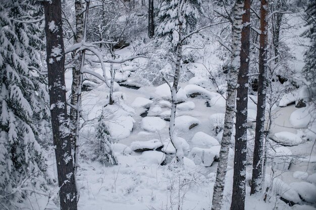 Paysage d'hiver de beauté avec des arbres justes sous la neige