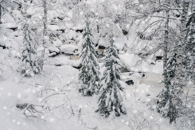 Paysage d'hiver de beauté avec des arbres justes sous la neige