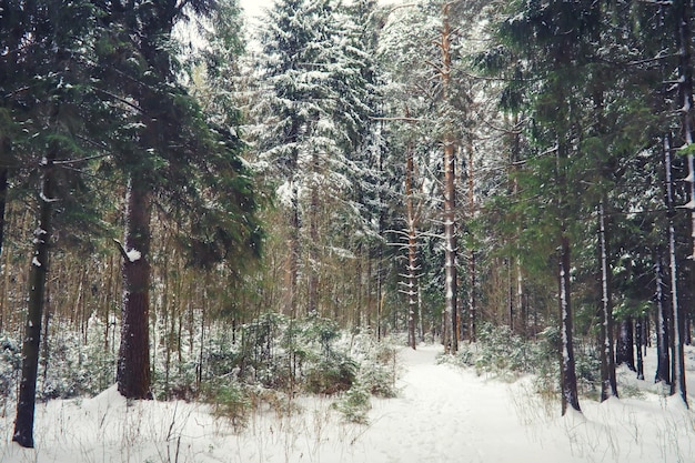 Paysage d'hiver. Beauté féerique des rues enneigées. Chutes de neige et refroidissement dans les zones touristiques.