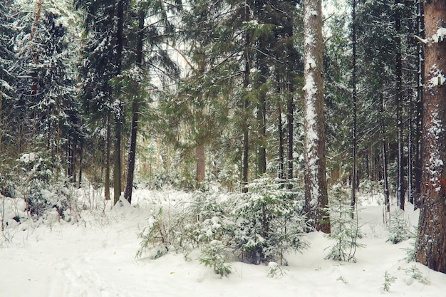 Paysage d'hiver Beauté féerique des rues enneigées Neige et refroidissement dans les zones touristiques