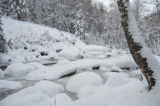 Paysage d'hiver avec de beaux arbres sous la neige