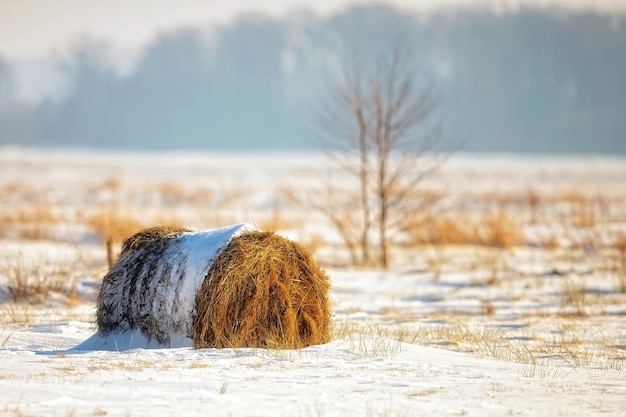 Paysage d&#39;hiver, botte de foin dans un champ