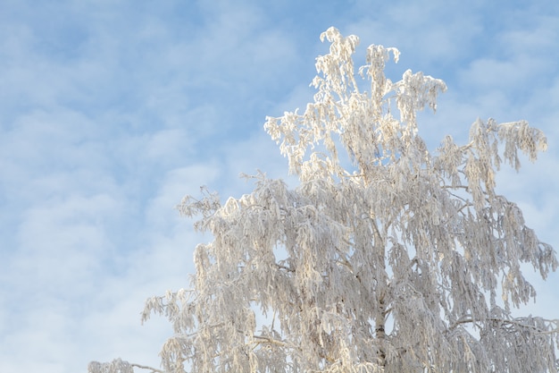 Paysage d'hiver de branches d'arbres en gelée