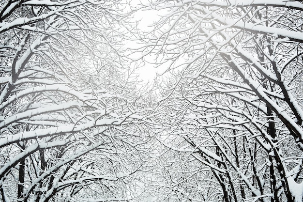 Paysage d'hiver Branches d'arbres sous une épaisse couche de neige