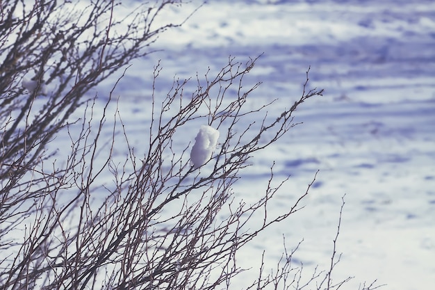 Paysage d'hiver. Branches de buisson nues couvertes de neige à l'extérieur