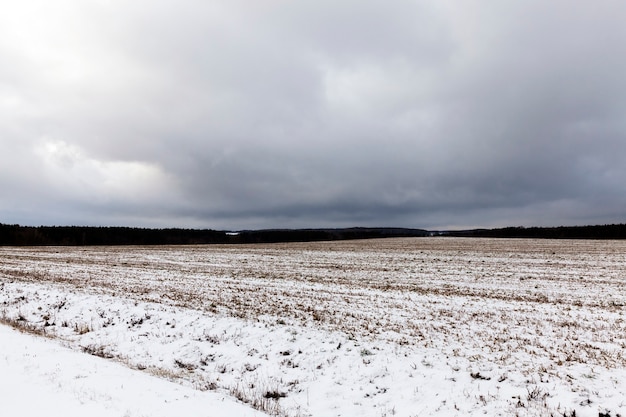 Paysage d'hiver sur un champ agricole avec récolte de céréales