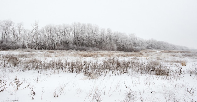 paysage d'hiver de champ enneigé