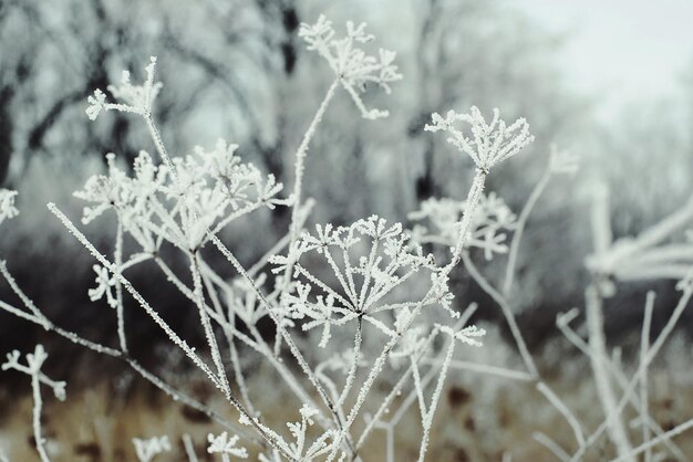 paysage d'hiver de champ enneigé