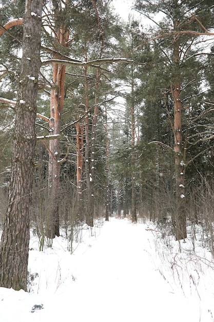 Paysage d'hiver des champs de pays et des routes dans la neige