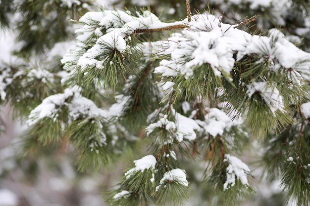 Paysage d'hiver des champs de pays et des routes dans la neige