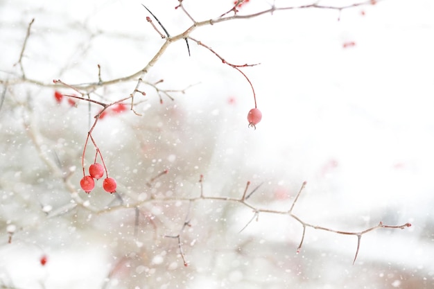 Paysage d'hiver des champs de pays et des routes dans la neige