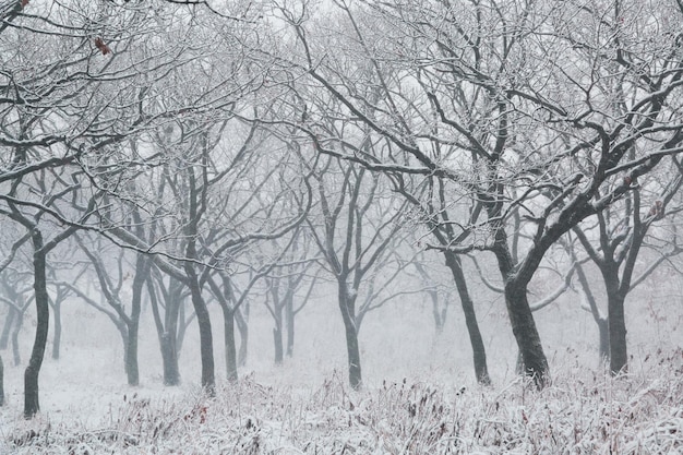 Paysage d'hiver. Chutes de neige dans la forêt. Russie