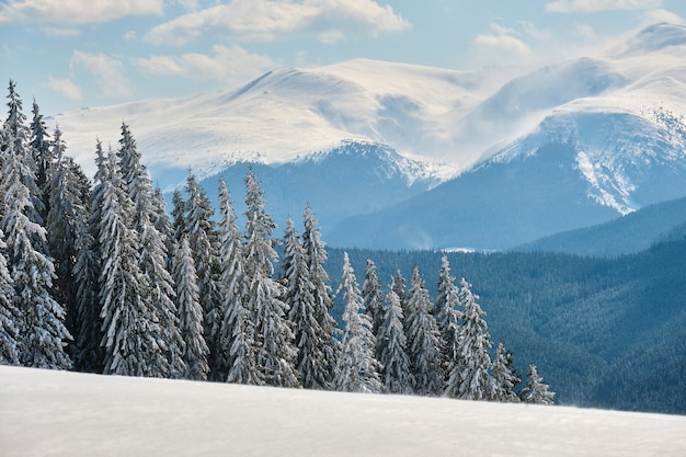 Paysage d'hiver avec des collines de haute montagne couvertes d'une forêt de pins à feuilles persistantes après de fortes chutes de neige par une froide journée d'hiver.