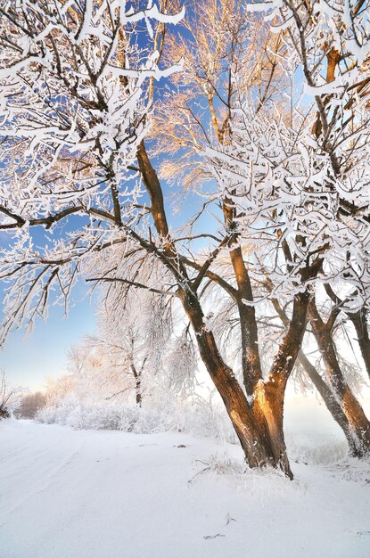 Paysage d'hiver Composition de la nature