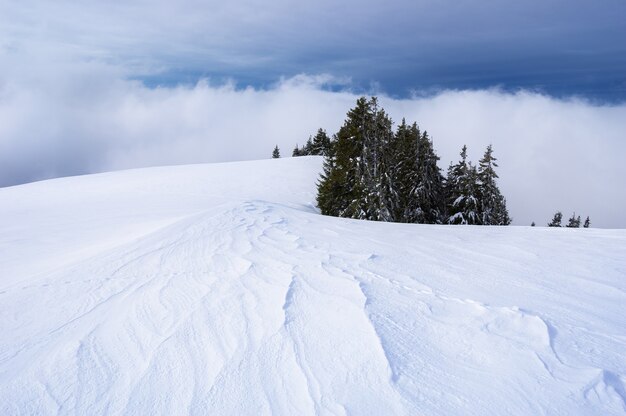 Paysage d'hiver avec des congères