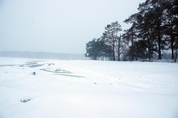 Paysage d'hiver côtier avec des clairières sur l'eau et des arbres sur le rivage