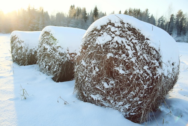 Paysage d'hiver dans le champ de neige de la forêt de campagne