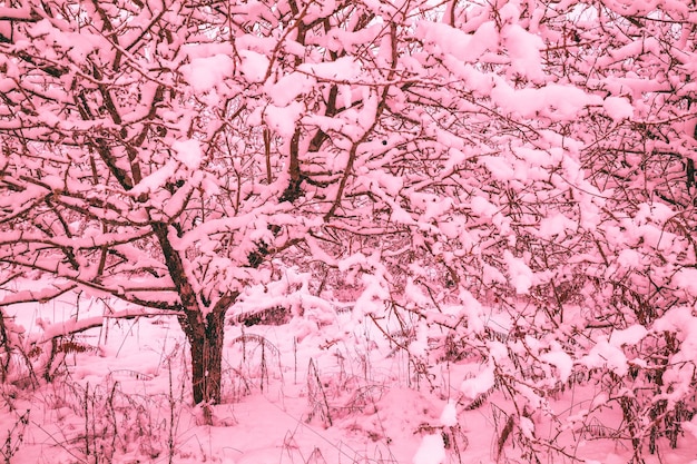 Paysage d'hiver dans les chutes de neige. Verger gelé. Paysage rural d'hiver de couleur rose pacifique à la mode