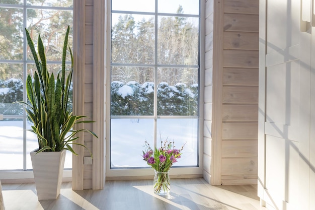Paysage d'hiver dans la fenêtre blanche Plante d'intérieur Sansevieria trifasciata et bouquet de tulipes violettes