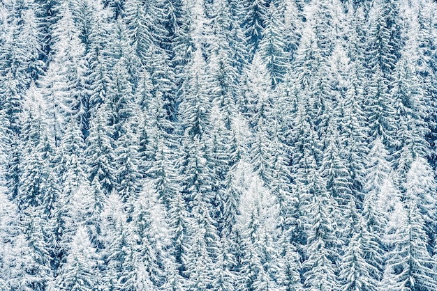 Paysage d'hiver dans la forêt, Alpes, France