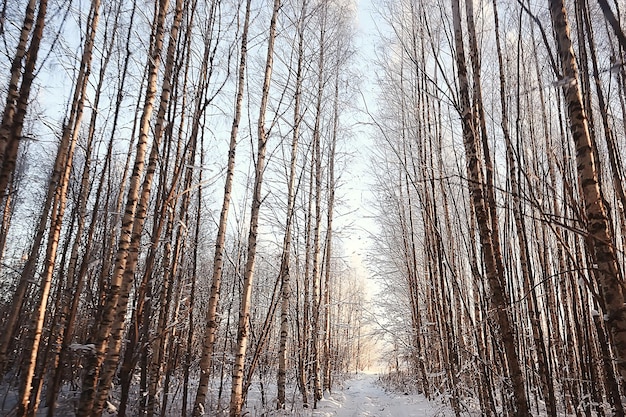 paysage d'hiver dans la forêt / temps de neige en janvier, beau paysage dans la forêt enneigée, un voyage dans le nord