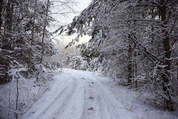 paysage d'hiver dans la forêt / temps de neige en janvier, beau paysage dans la forêt enneigée, un voyage dans le nord