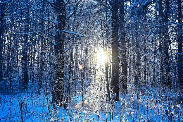 paysage d'hiver dans la forêt / temps de neige en janvier, beau paysage dans la forêt enneigée, un voyage dans le nord