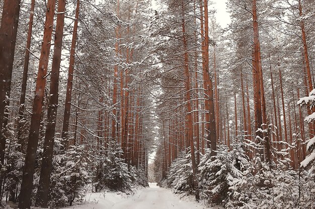 paysage d'hiver dans la forêt / temps de neige en janvier, beau paysage dans la forêt enneigée, un voyage dans le nord