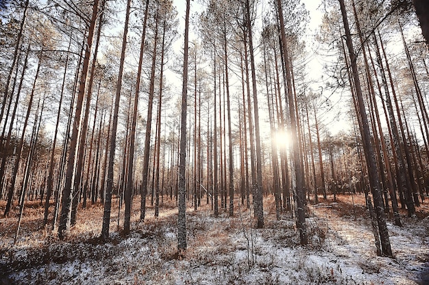 paysage d'hiver dans la forêt / temps de neige en janvier, beau paysage dans la forêt enneigée, un voyage dans le nord