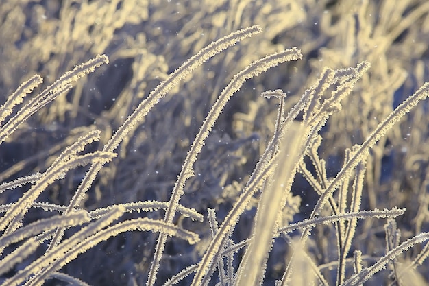 paysage d'hiver dans la forêt / temps de neige en janvier, beau paysage dans la forêt enneigée, un voyage dans le nord