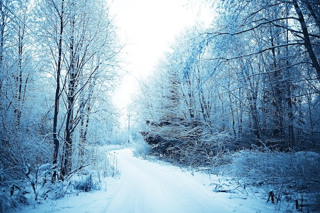 paysage d'hiver dans la forêt / temps de neige en janvier, beau paysage dans la forêt enneigée, un voyage dans le nord