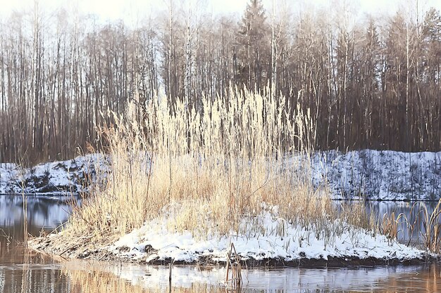 paysage d'hiver dans la forêt / temps de neige en janvier, beau paysage dans la forêt enneigée, un voyage dans le nord