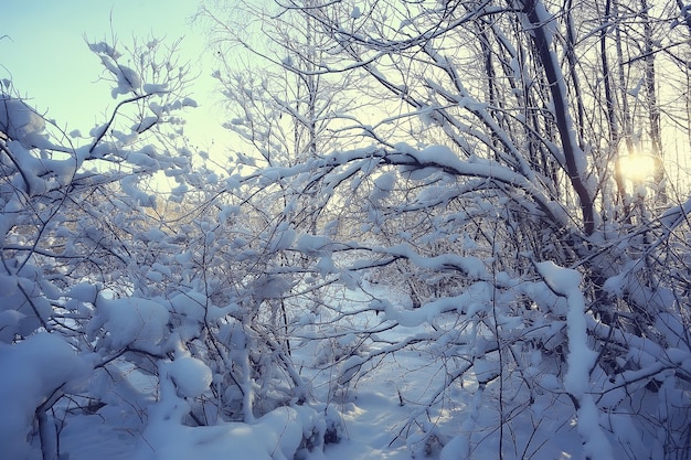paysage d'hiver dans la forêt / temps neigeux en janvier, beau paysage dans la forêt enneigée, un voyage dans le nord