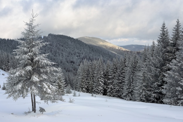 Paysage D'hiver Dans Les Montagnes Des Carpates