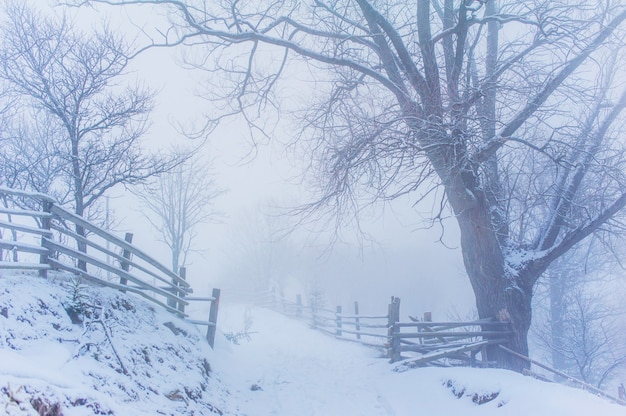 Paysage d'hiver dans les montagnes