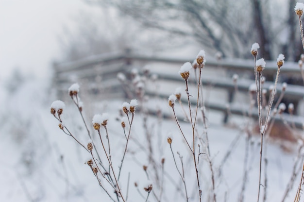 Paysage d'hiver dans les montagnes