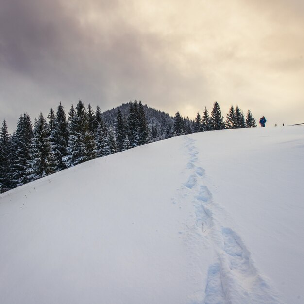 Paysage d'hiver dans les montagnes