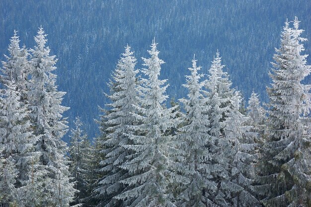 Paysage d'hiver dans les montagnes