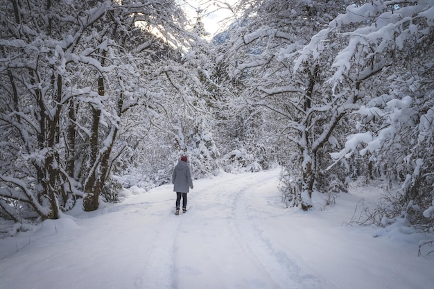 Paysage d'hiver dans la nature Sentier des arbres enneigés