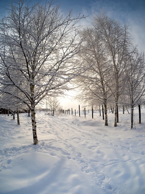 Paysage d'hiver dans le pays par une journée ensoleillée