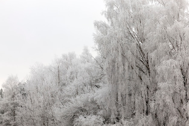 Paysage d'hiver avec différents types d'arbres