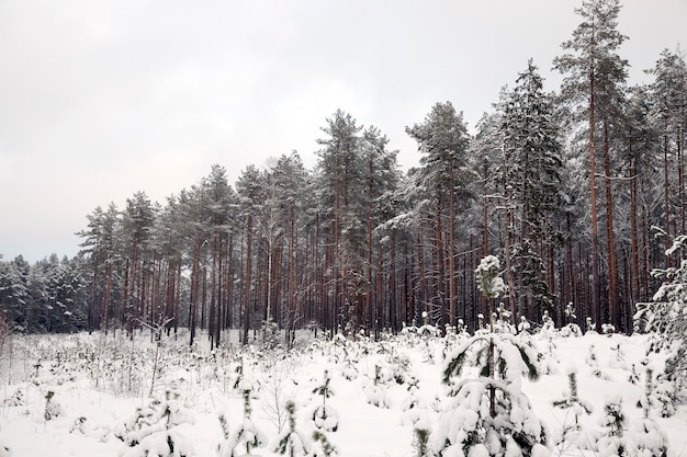 Paysage d'hiver avec différents types d'arbres