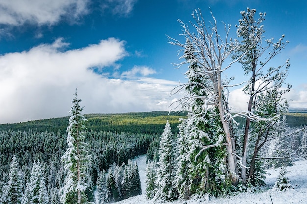 Paysage d'hiver à Dunraven Pass Yellowstone NP