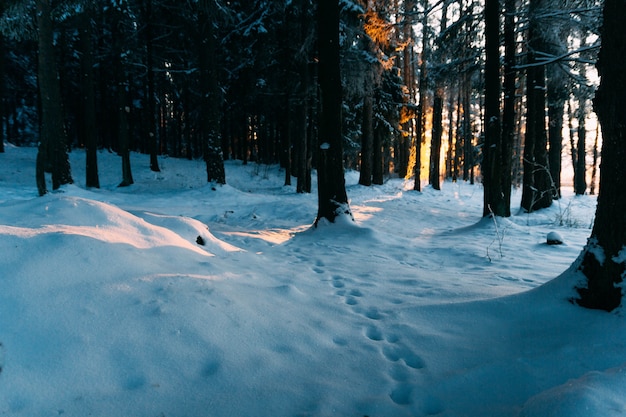 paysage d'hiver empreintes d'animaux dans la neige dans la forêt