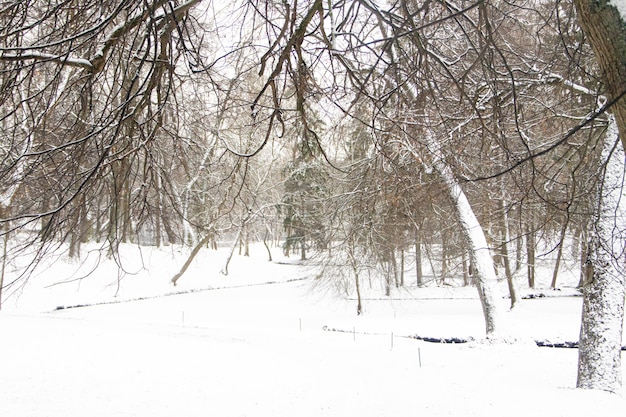 Paysage d'hiver enneigé comme un parc. Paysage d'hiver. Fortes chutes de neige dans le parc. Première neige.